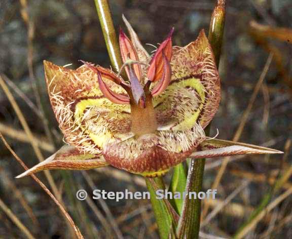 calochortus tiburonensis graphic